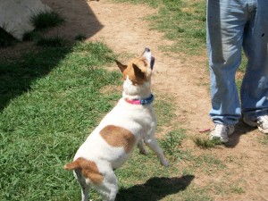 Ellie Mae about to jump