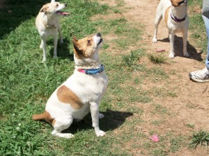 Ellie Mae sitting profile