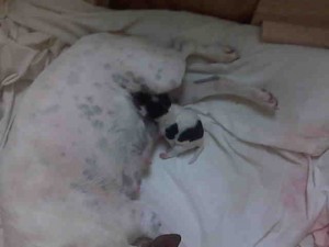 Puppy1