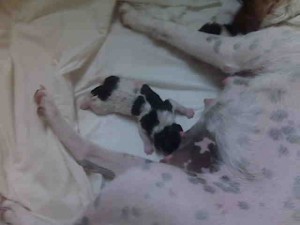 Puppy2