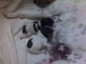 Girl puppies 2 & 1