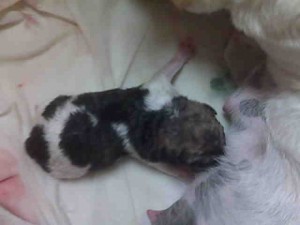 Puppy 4