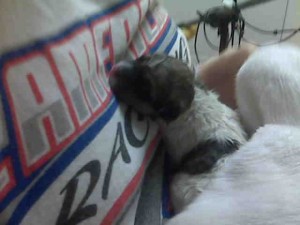 Girl puppy 5 on Ronnie