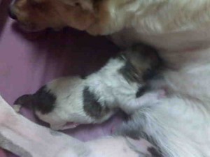 Puppy 5