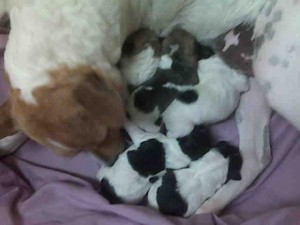Ellie Mae / Rascal pups right after birth (6am 5/28/2010)