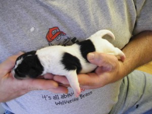 Puppy1-1
