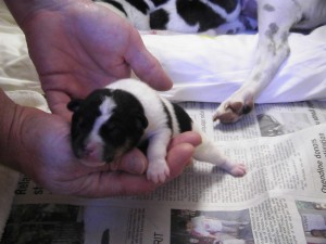 Puppy1-3
