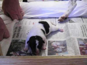 Puppy1-4