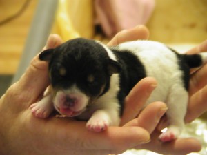 Puppy2-1