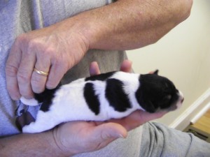 Puppy2-2