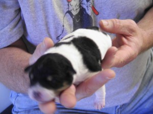 Puppy2-3