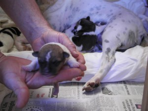 Puppy5-1
