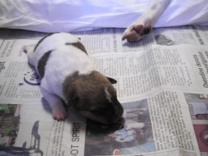 Puppy5-2