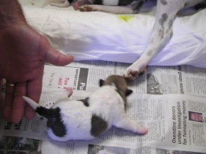 Puppy5-3